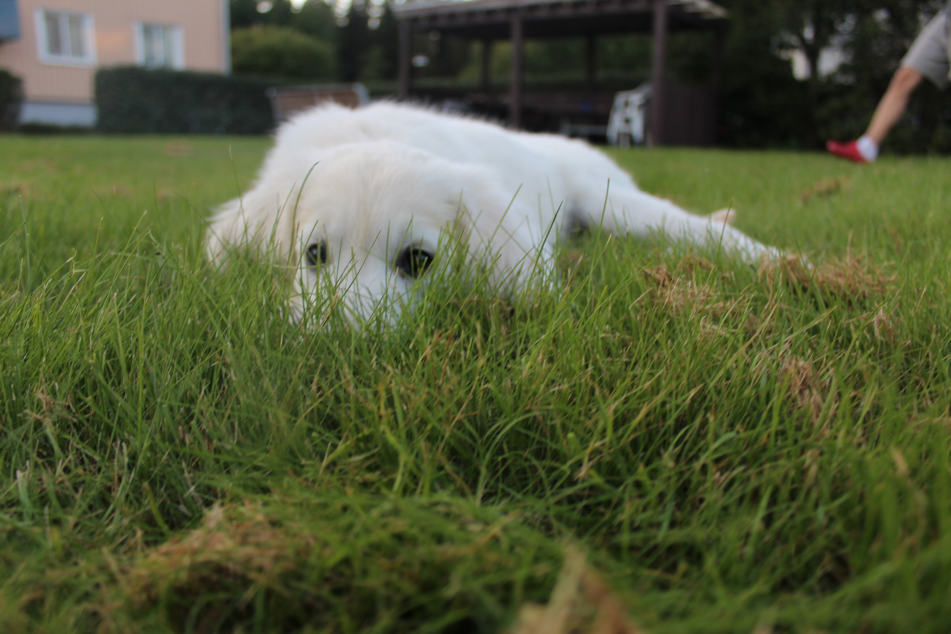 Onlineutmaning trickutmaning hund