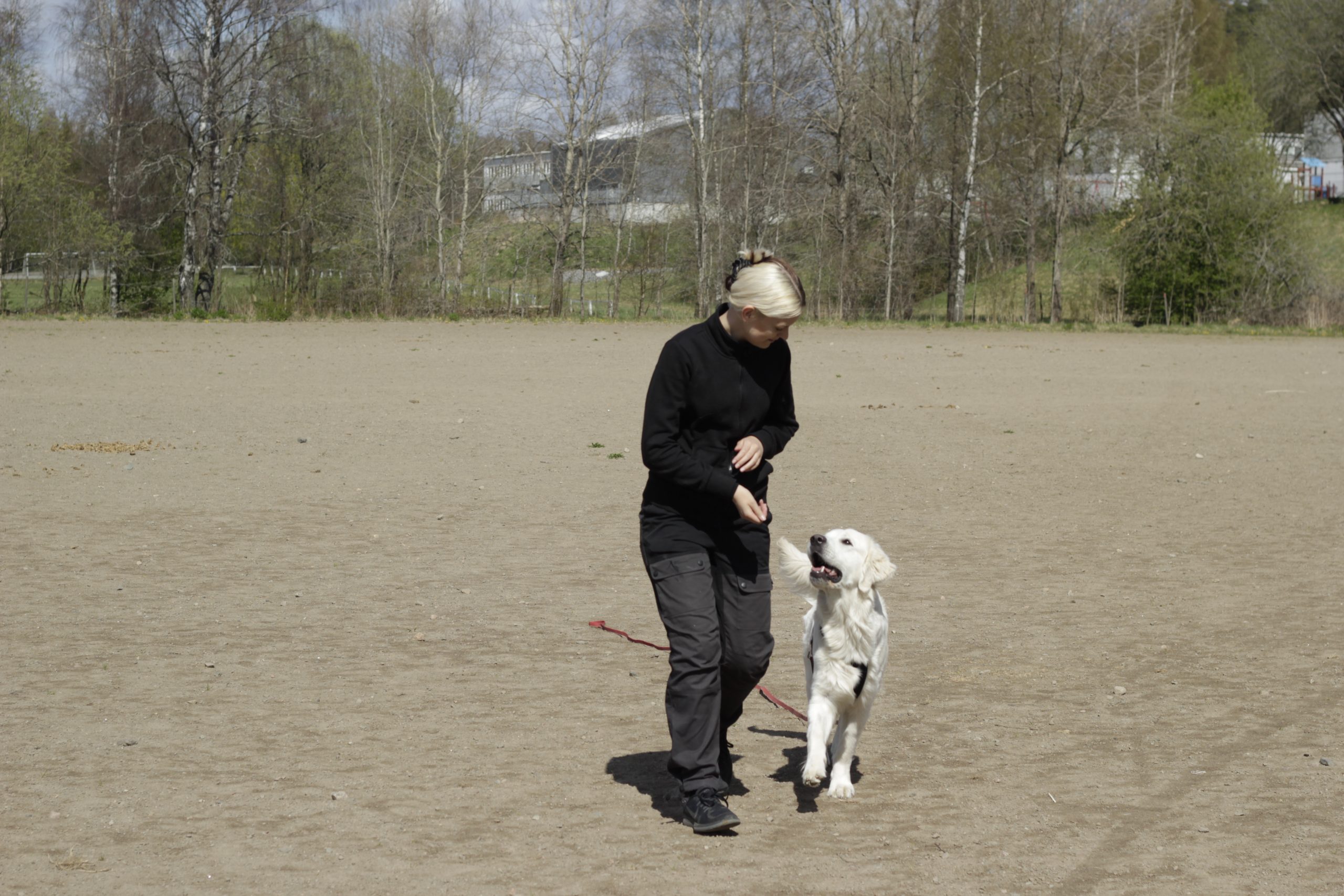 Onlineutmaning trickutmaning hund