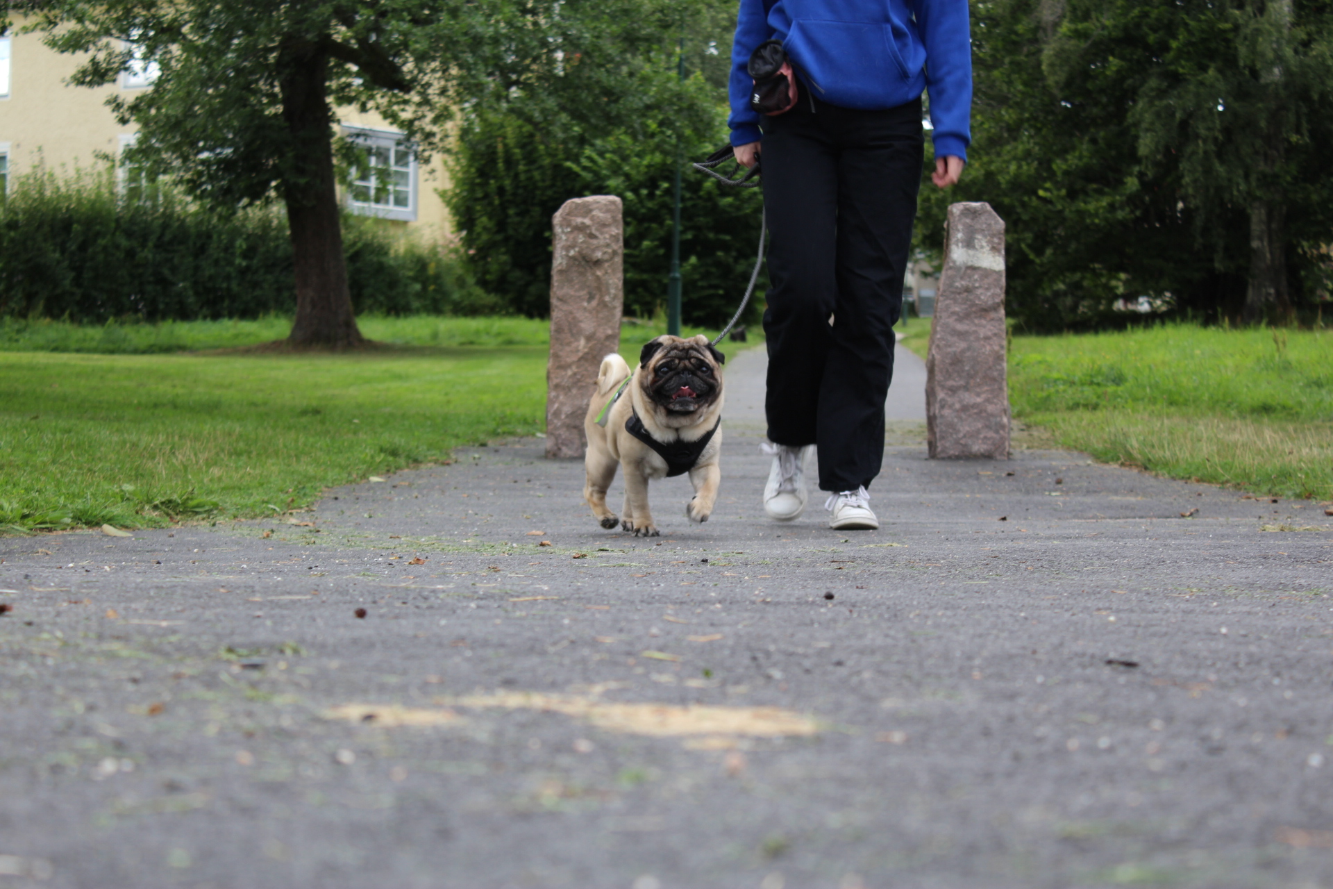 Onlineutmaning trickutmaning hund
