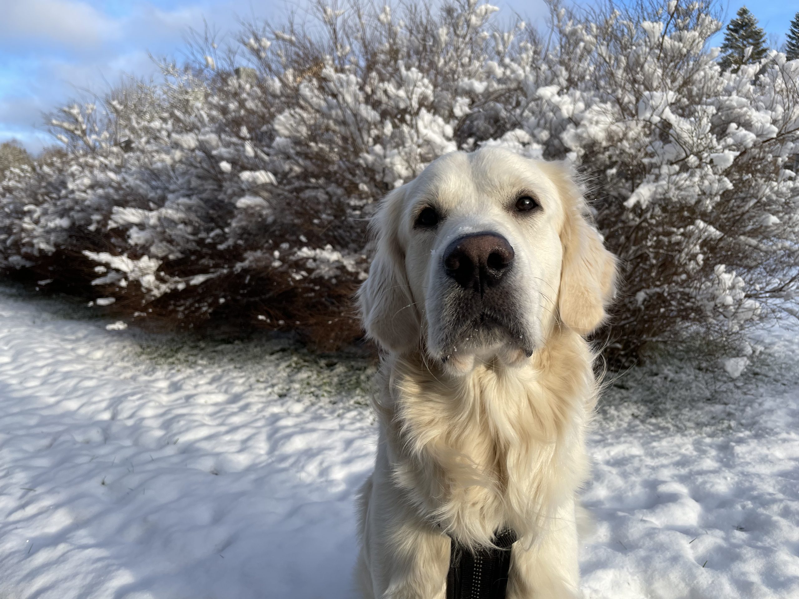 julmarknad hund Viskafors Borås