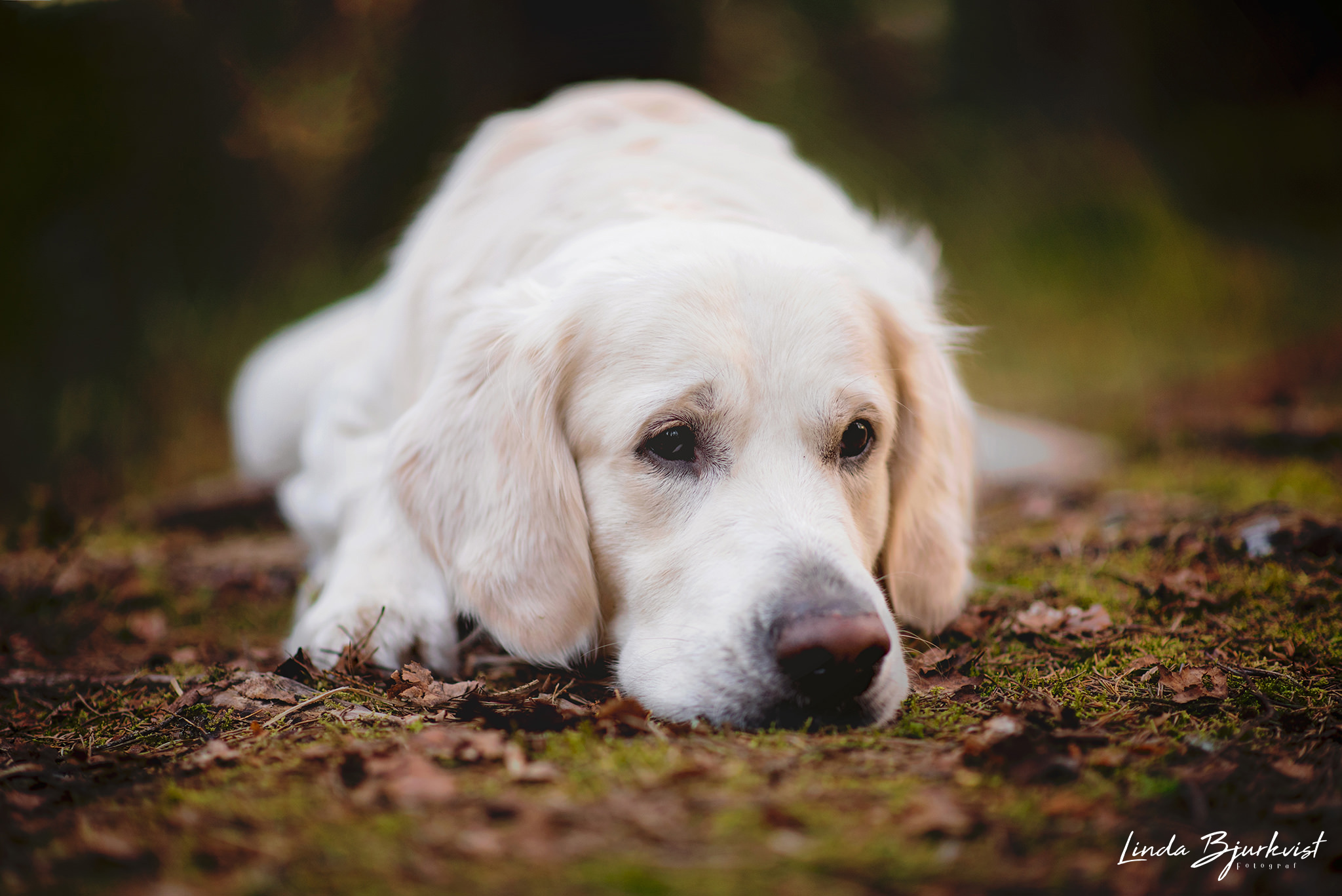 Hundkurser Borås