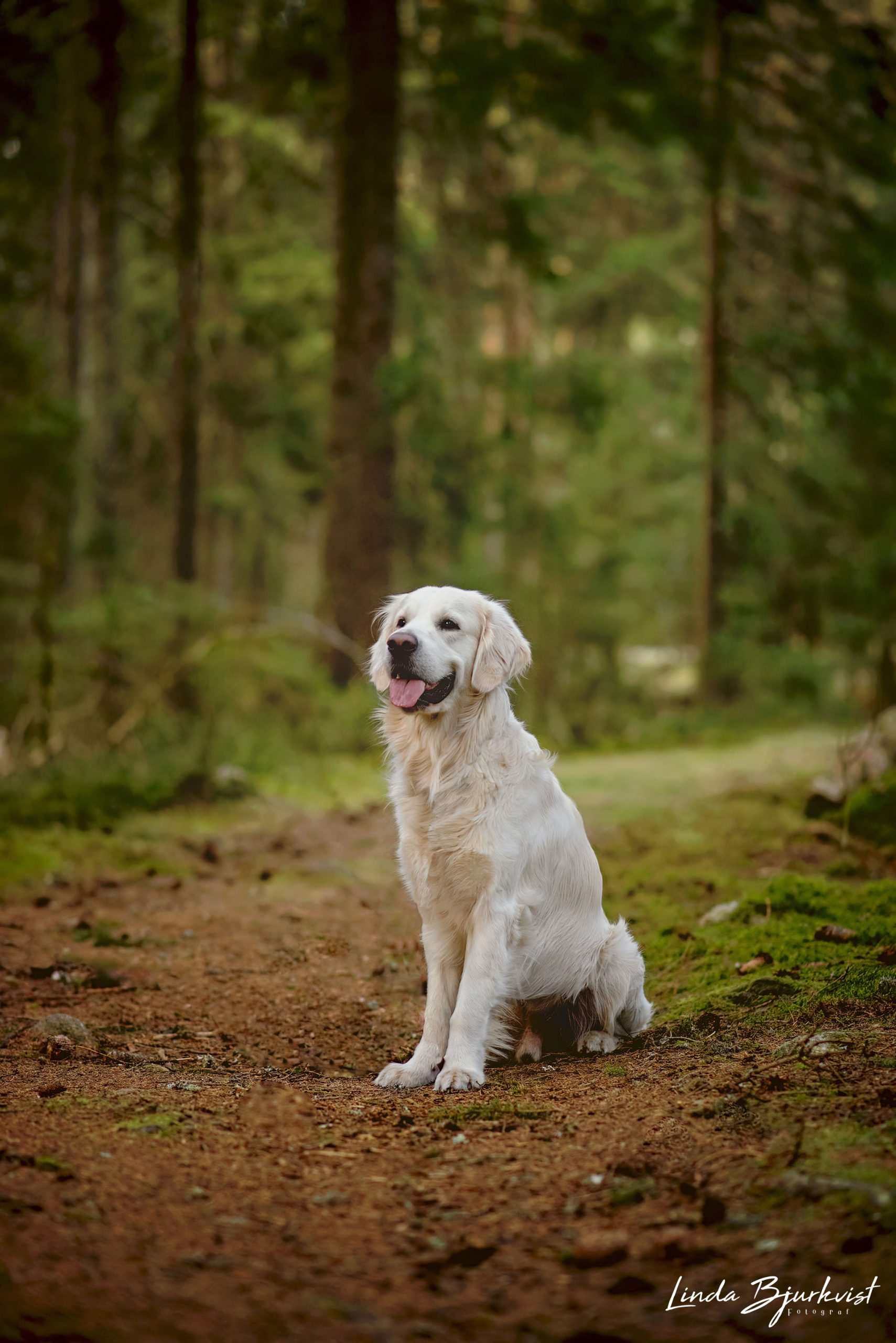 Onlineutmaning trickutmaning hund