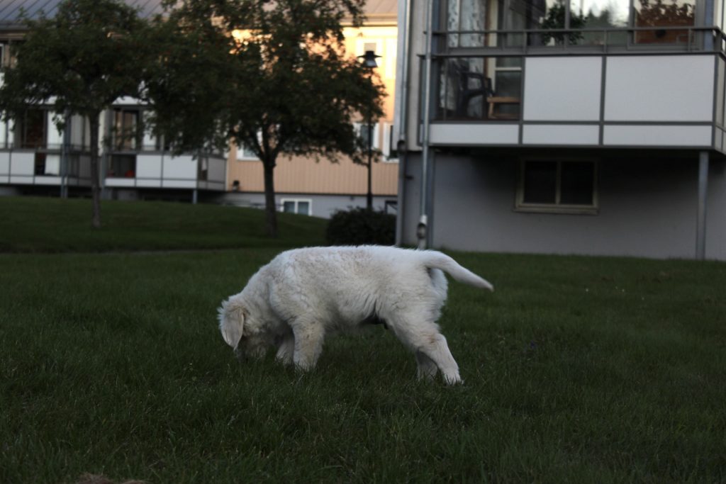 Hundkurser Borås