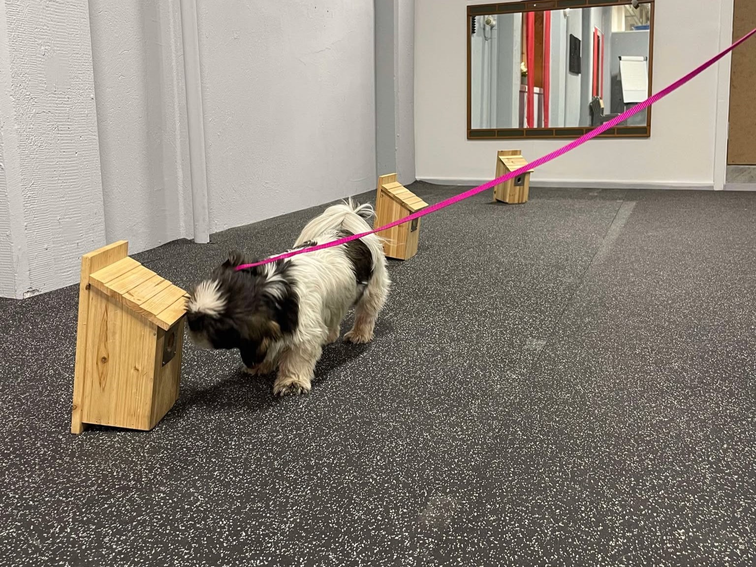 Hundkurser Borås