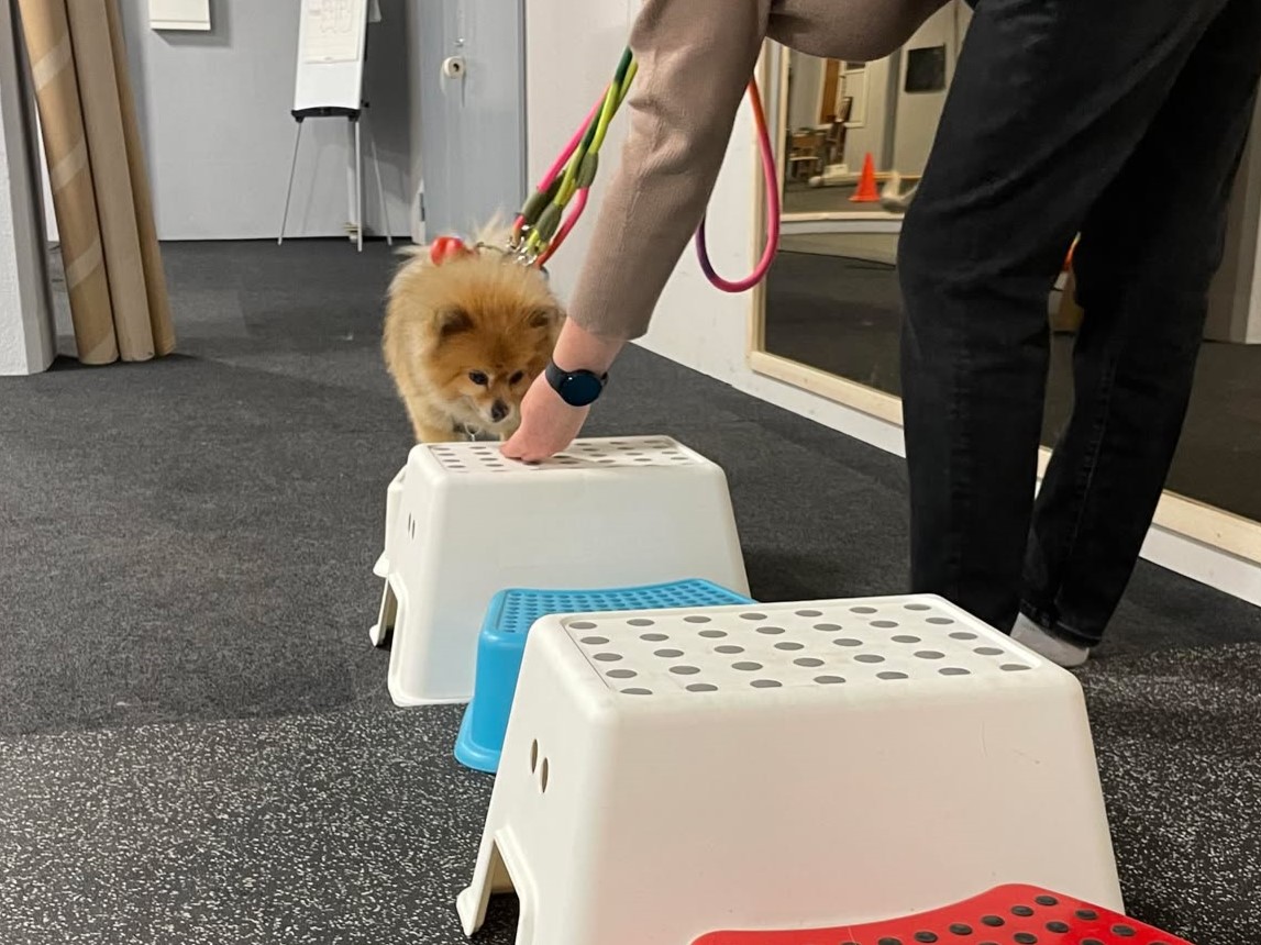 Hundkurser Borås