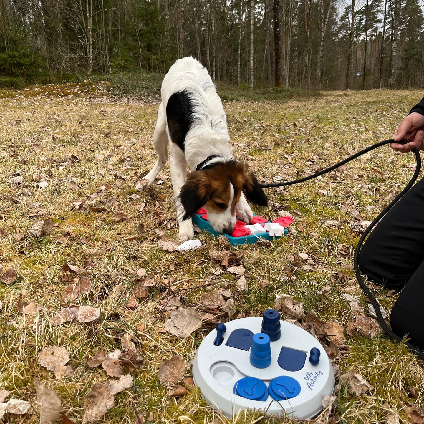 Hundkurser Borås