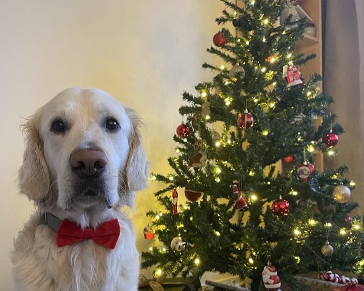 Hundkurser Borås